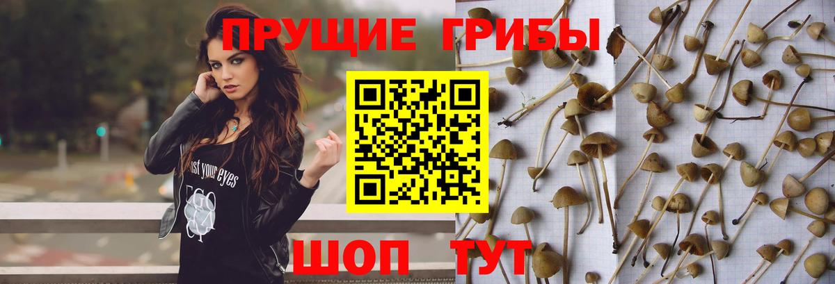 Псилоцибиновые грибы Psilocybine cubensis  Вход с VPN  Чехов 